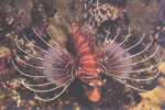 Fish - Poissons - Marine Fish - Spotfin Lionfish (Pterois Antennata) - Poissons Et Crustacés