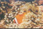 Fish - Poissons - Marine Fish - Tomato Anemonefish (Amphiprion Frenatus) - Fische Und Schaltiere