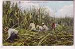 HAWAII , Cutting Sugar Cane In Hawaii , Coupe Des Canes à Sucre - Big Island Of Hawaii