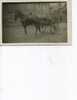 TOP TOP  SUPERBE ATTELAGE CARTE PHOTO CHEVAL DE COURSES AVANT GUERRE - Wagengespanne