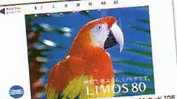 JAPON LIMOS 80 MINOLTA PERROQUET  PARROT  RARE - Parrots