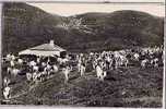 COL DE LA FAUCILLE Un Chalet D´alpage , Vaches 50 - Gex