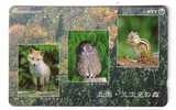 Birds Of Pray - Oiseau - Bird - Owl - Eule - Hibou – Owls - Chouette - Squirrel - Ecureuil - Fox - Renard - Japan - Aquile & Rapaci Diurni
