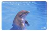 Japone Undersea - Dolphin - Delphin - Delfin - Dauphin - Delfino - Dauphine - Dauphins - Dolphins - Japan - Pesci