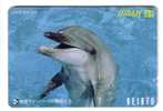 Japone Undersea - Dolphin - Delphin - Delfin - Dauphin - Delfino - Dauphine - Dauphins - Dolphins - Japan - Vissen