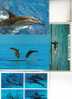 3 X Carte De Dauphin - 3 Dolphin Postcard + Orca - Delphine