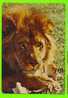 LION  ENTRAIN DE MANGER - CIRCULÉE EN 1966 - PARC SAFARI AFRICAIN, HEMMINGFORD QUEBEC - - Leeuwen