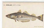 EH358-MERLAN, CPA N° 6, Institut Des Pêches - Pesci E Crostacei