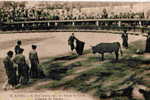 57.- Lunel - 6. Une Corrida Dans Les Arènes De Lunel - L'Agonie Du Taureau - Lunel