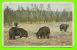 BEARS AT UPPER GEYSER BASIN,YELLOWSTONE PARK - TRAVEL IN 1910 - PHOSTINT CARD - - Bears