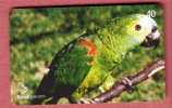 PARROTS - Brazil Old Rare Card * Parrot Perroquet Papagei Papageien Perroquets Pappagallo Papagaio Loro Pappagalli Loros - Brésil