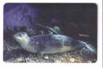 Greek -  Undersea World - Underwater - Marine Life - Fish - Poisson - Mediterranean Monk Seal - Peces