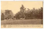 6939 - TIEGE - SART  -  Parc De Hôtel De La Charmille - Jalhay