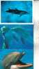 3 Carte De Dauphin / 3 Dolphin Postcard - Delfines