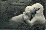 OURS Parc Zoologique Du Bois De Vincennes Ours Blancs S'ébattant Dans Leur Bassin (1935 Draeger) - Bears