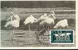 ALLEMAGNE DDR CARTE MAXIMUM NUM.YVERT 277 Parc Zoologique Berlin Flamands Roses - Cartas Máxima