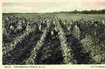 VOUVRAY-LES-VINS - Les Vendanges - Vouvray