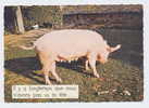 1846 - CP Humour- Cochons - Porcs - Cochons