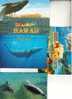 4 X Dolphin & Whale Postcard - 4 Carte De Dauphin - Balaine - Delfini