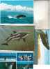 4 X Dolphin & Whale Postcard - 4 Carte De Dauphin - Balaine - Dauphins