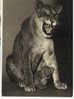 CARTE POSTALE SUR LE THEME DES ANIMAUX UNE LIONNE & SON PETIT /THEME AUSSI DE L'ENFANCE  PARC ZOOLOGIQUE BOIS  VINCENNE - Lions