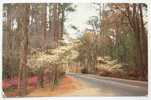 D 2813 - A Typical Highway Scene In Georgia ... - CAk Um 1950 - Other & Unclassified
