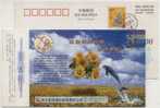 China 2000 Guangda Colour Print Works Advertising Postal Stationery Card Jumping Dolphin - Delfine