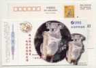 China 2000 Pre-stamped Card Protect Rare Wildlife Animal Koala Bear - Orsi