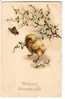 GOOD OLD COLOR POSTCARD - CHICKEN & BUTTERFLY - Farfalle