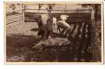 GOOD OLD PHOTO / POSTCARD -  WOMEN In The PIGS LOOSE BOX - Maiali
