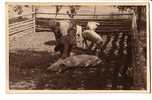 GOOD OLD PHOTO / POSTCARD -  WOMEN In The PIGS LOOSE BOX - Schweine