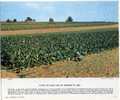 "CHAMP DE TABAC SUR LES TERRASSES DE LOESS"(MARMOUTIER). REPRO DE PHOTO . - Altri & Non Classificati