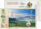 China 2006 Mt.Jinggang Green Food Advertising Pre-stamped Card Mountain Tea Picking - Autres & Non Classés