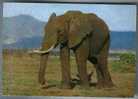 ELEPHANT. Old German (GDR) Postcard - Elefanten