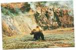 BEAR. Old Russian Postcard (2) - Ours