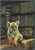 TIGER CUB. Old Russian Postcard (3) - Tigers