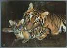 TIGER With TIGER CUB. Old Russian Postcard - Tigers