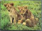 TWO LION CUBS. Old German (GDR) Postcard - Lions