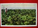 Cuba, Tabac, Havane, Tobacco Plantation - Cuba