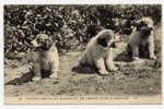 H81 - Petits Chiens De Montagne Du Chenil-Club D'ARGELES (1929) - Argeles Gazost