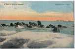 USA, Alaska: A Herd Of Walrus. Old And Vintage Postcard - Andere & Zonder Classificatie