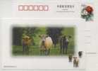 China 1999 New Year Greeting Postal Stationery Card Rare Wildlife Steppe Bison Cattle OX Cow - Farm