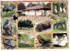 ZOO - Monkey - Singe - Penguin - Manchot - Lion - Bear - Ours - Zebra - Bison - Buffalo - Tucan Bird - Lizard - Iguana - Cebras