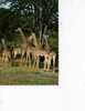 5 SUPERBES GIRAFFES 1967 SM DENTELEES - Tanzanie