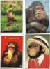 4 CARTES POSTALES HUMOURISTIQUES SUR LE THEME DES ANIMAUX DES CHIMPANZES DES SINGES /MONKEYS - Scimmie