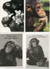 4 CARTES POSTALES HUMOURISTIQUES SUR LE THEME DES ANIMAUX DES CHIMPANZES DES SINGES /MONKEYS - Scimmie