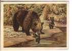 GOOD USSR POSTCARD 1954 - BROWN BEAR FAMILY - Beren