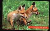 Slovakia Red Fox, Animal, Fauna Wildlife - Jungle