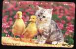 Japan Cat And Little Ducks - Cats