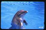 Japan Dolphin Animal Fauna Sea Marine - Delfini